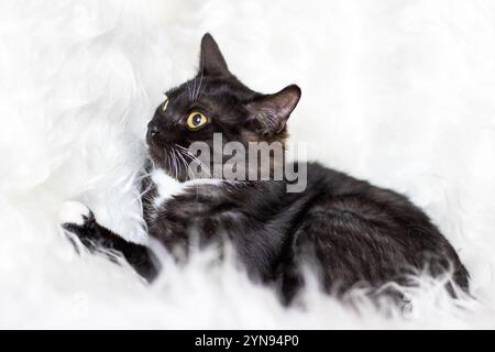 Eine schwarz-weiße Katze, die sich durch ihre auffälligen gelben Augen auszeichnet, liegt bequem auf einer weichen, flauschigen weißen Decke im Zimmer Stockfoto