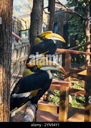 Zwei Buceros bicornis stehen am sonnigen Nachmittag auf dem Ast Stockfoto