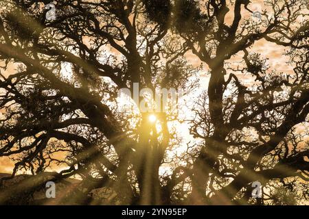 Sonnenstrahlen durch eine Eiche. Morgan Territory Regional Preserve, Contra Costa County, Kalifornien. Stockfoto
