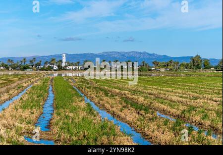 Reisfelder in den Feuchtgebieten des Ebro-Deltas mit Flamingos, die im Hintergrund mit Palmen vor den Bergen mit Windmühlen auf ihrem pe essen Stockfoto