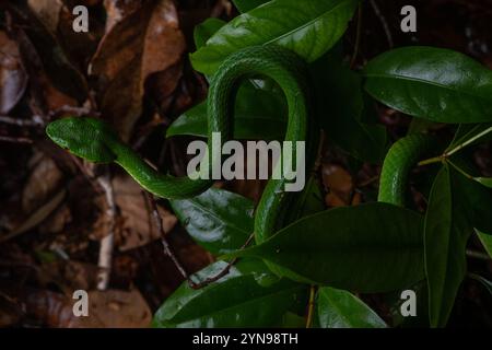 Trimeresurus sabahi, die Sabah-Grubenviper, eine gut getarnte giftige Schlange aus Malaysia. Stockfoto