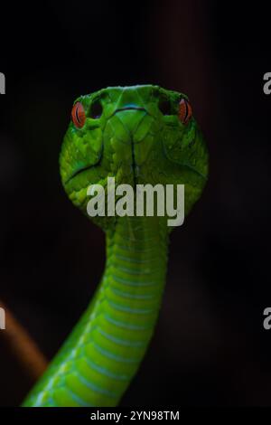 Trimeresurus sabahi, die Sabah-Grubenviper, die der Kamera zugewandt ist und ihr wärmeempfindliches Grubenorgan zeigt, mit dem diese Schlangen Beute spüren. Stockfoto