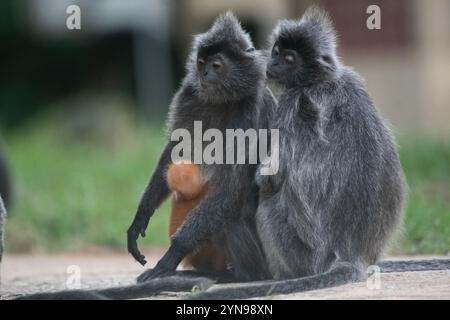 Silbrige Lutung (Trachypithecus cristatus) oder Blattaffen mit einem Säugling im Bako-Nationalpark, Sarawak, Malaysia, Borneo. Stockfoto