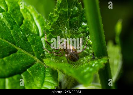 Erwachsene weibliche Wolfsspinne aus der Familie Lycosidae jagte ein rotes Insektenfresser. Stockfoto