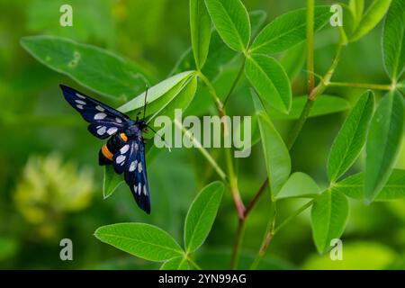 In freier Wildbahn auf der Pflanze Schmetterling Amata phegea. Stockfoto