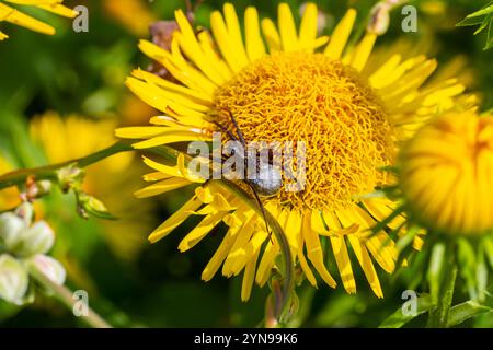 Makroaufnahme einer Wolfsspinne Pardosa Lugubris auf einem grünen Blatt im Wald. Stockfoto