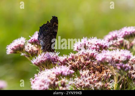 Schmetterling aglais io mit großen Flecken auf den Flügeln sitzt auf einer Kornblumenwiese. Stockfoto