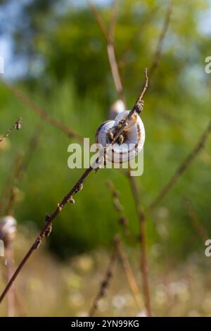 Heideschnecke Helicella itala gebänderte Form, eine Art mittelgroßer, luftatmender Landschnecke, eine terrestrische Lungenschnecke in der Familie Stockfoto