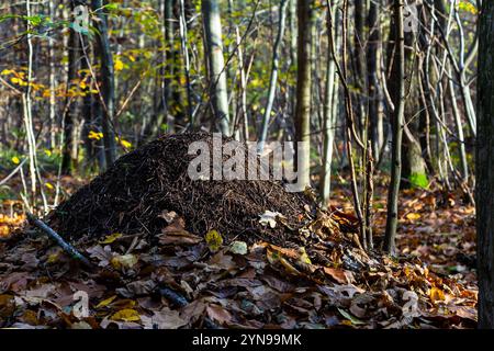 Die große Ameisenhügel - Rote Holzameise Formica rufa in einem Wald. Stockfoto