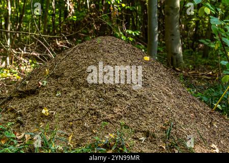 Die große Ameisenhügel - Rote Holzameise Formica rufa in einem Wald. Stockfoto