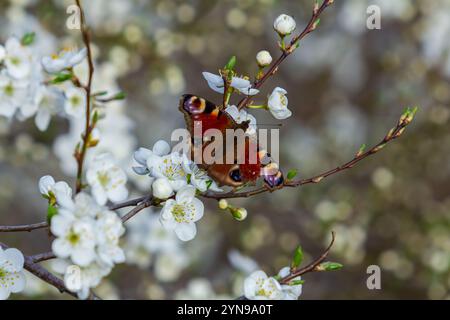 Bunte europäische Pfauenschmetterlinge Aglais io. Stockfoto