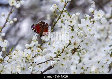 Bunte europäische Pfauenschmetterlinge Aglais io. Stockfoto