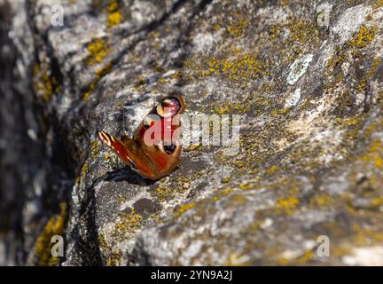 Bunte europäische Pfauenschmetterlinge Aglais io. Stockfoto