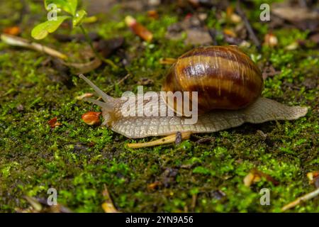 Helix pomatia, die gebräuchlichen Namen römische Schnecke, Burgunderschnecke, essbare Schnecke oder Ecargot - perfekte Makrodetails. Stockfoto