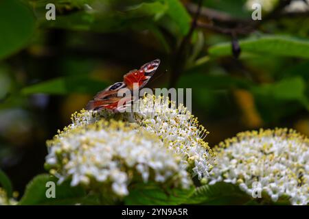 Bunte europäische Pfauenschmetterlinge Aglais io. Stockfoto