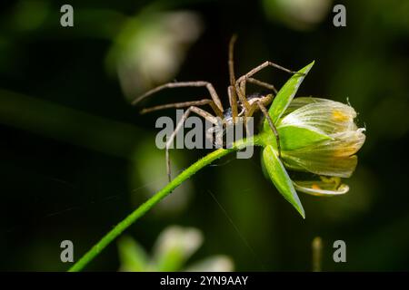 Erwachsene weibliche Wolfsspinne aus der Familie Lycosidae jagte ein rotes Insektenfresser. Stockfoto