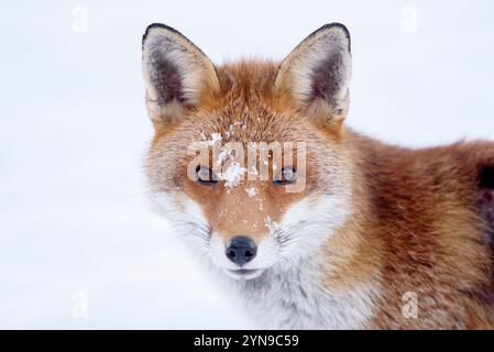 Europäischer Rotfuchs (Vulpes vulpes) in einem Obstgarten, Winter. Kent, Großbritannien, Dezember Stockfoto