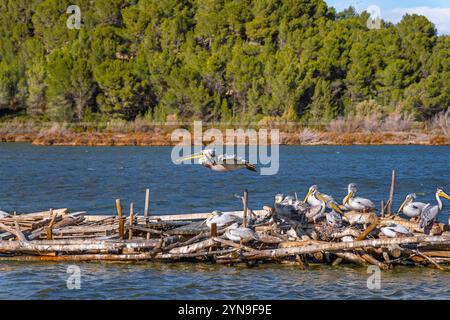 Pelikan fliegt tief mit seinen Flügeln über eine schwimmende Plattform als Nest mit anderen Pelikanen, die bei Sonnenuntergang auf Baumstämmen in einem See ruhen. Stockfoto