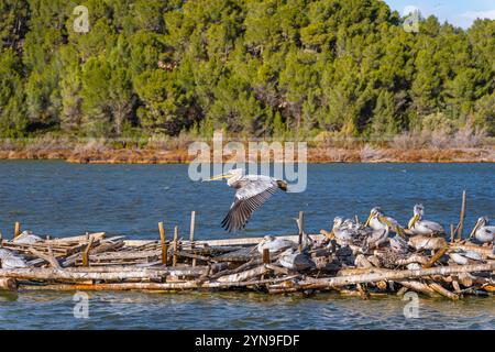 Pelikan schwebt und fliegt tief über einer schwimmenden Plattform als Nest mit anderen Pelikanen, die auf Baumstämmen ruhen. Stockfoto