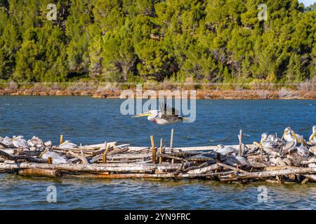 Pelikan fliegt mit ausgestreckten Flügeln über seinem Nest in einem Fluss, während andere Pelikane auf Baumstämmen ruhen. Stockfoto