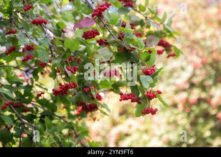 Reife rote Viburnum-Beeren auf den Zweigen eines Busches Stockfoto