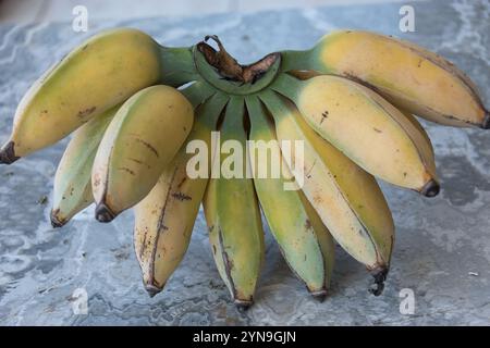 Große Bananen (Hand) von Lady Finger Bananas (Musa acuminatan) frisch geerntet in Queensland, Australien. Blassgelbe und grüne Früchte im Halbkreis. Stockfoto