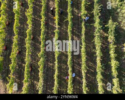 Top-Down-Drohnenaufnahme der traditionellen Traubenernte im italienischen Weinberg. Arbeiter, die Trauben zwischen geometrischen Rebreihen im Herbstharz ernten Stockfoto