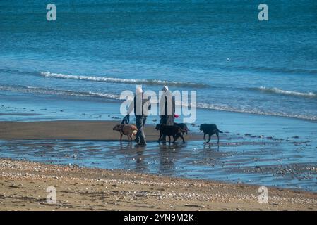 Ein Mann und eine Frau, die bei Ebbe eine Gruppe von Hunden entlang eines Sandstrandes laufen. Nov., März 2024. Stockfoto