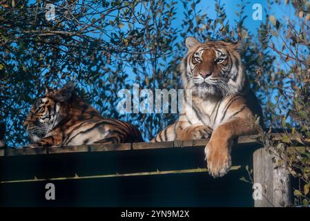 Ein Paar Tiger im Wildheart Animal Sanctuary auf der Isle of Wight. November 2024. Stockfoto