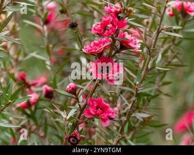 Manuka-Pflanze mit hellroten Blüten. Manuka myrte, neuseeländische Teebaumsorte. Leptospermum scoparium blühender Sträucher. Stockfoto