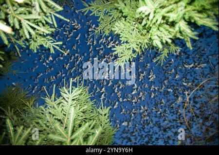 Stare fliegen in der Nähe von Kendal, Cumbria, Großbritannien Roost. Stockfoto