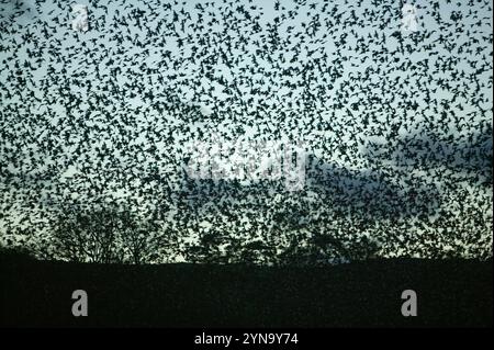 Stare fliegen in der Nähe von Kendal, Cumbria, Großbritannien Roost. Stockfoto