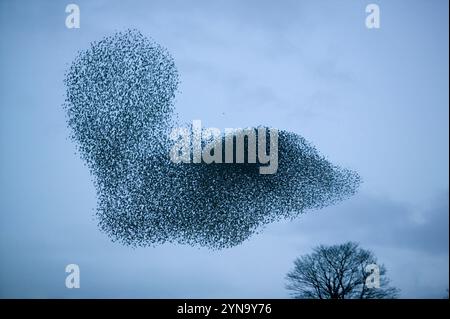 Stare fliegen in der Nähe von Kendal, Cumbria, Großbritannien Roost. Stockfoto