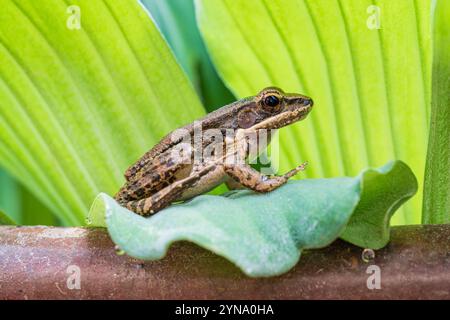 Nahaufnahme der braunen tropischen sylvirana nigrovittata, auch bekannt als schwarz gestreifter oder schwarz gepunkteter Flussfrosch, der auf hellgrüner Wasserpflanze hockt, Thailand Stockfoto