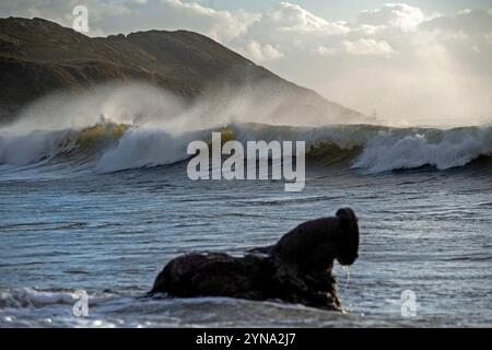 Swansea, Großbritannien. November 2024. Große Wellen, die durch Sturm Bert erzeugt wurden, stürzen heute Morgen in Langland Bay, Swansea, ab. Quelle: Phil Rees/Alamy Live News Stockfoto