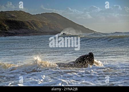 Swansea, Großbritannien. November 2024. Ein Surfer macht das Beste aus den Wellen, die heute Morgen durch Storm Bert in Langland Bay, Swansea, erzeugt wurden. Quelle: Phil Rees/Alamy Live News Stockfoto