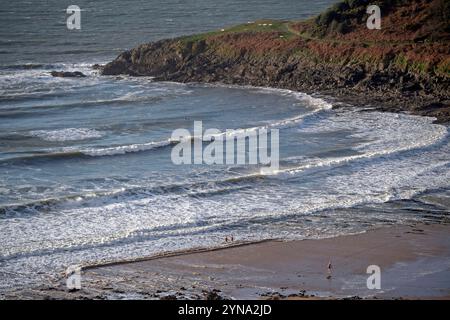 Swansea, Großbritannien. November 2024. Meeresschwimmer trotzen heute Morgen dem kalten Meer in Langland Bay, Swansea. Quelle: Phil Rees/Alamy Live News Stockfoto