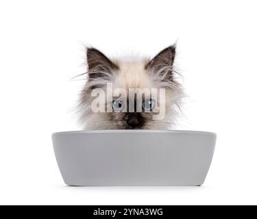 Entzückendes tortie Sacred Birman Katzenkätzchen, liegt hinter grauer Futterschale. Blick auf die Kamera mit blauen Augen. Isoliert auf weißem Hintergrund mit Polizisten Stockfoto