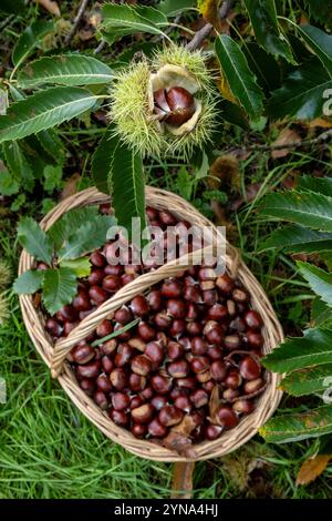 Frankreich, Indre et Loire, Francueil, Kastanienernte Stockfoto