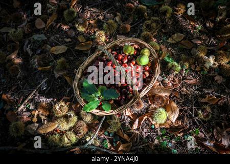 Frankreich, Indre et Loire, Francueil, Kastanienernte Stockfoto
