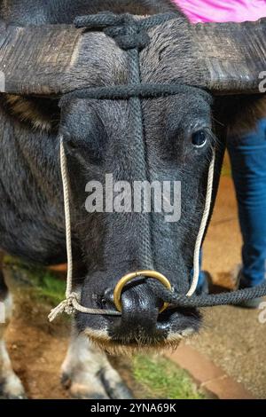 Kind genießt eine spielerische Fahrt auf einem Büffel auf einem Nachtmarkt Stockfoto