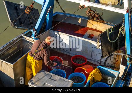 Frankreich, Somme, Baie de Somme, Le Hourdel, bei Flut, die Trawler kehren nach einer Nacht mit dem Fischen von Graugarnelen in den Hafen zurück. Der Fang wird von den Booten entladen und in Kisten verpackt, am Kai gewogen, bevor er in einem Kühlwagen abgeholt wird. Stockfoto