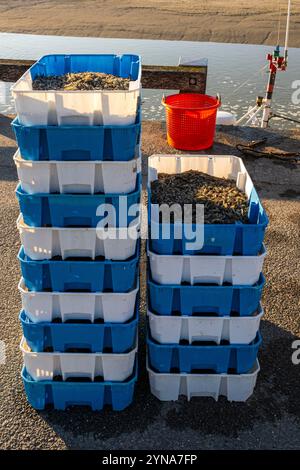 Frankreich, Somme, Baie de Somme, Le Hourdel, bei Flut, die Trawler kehren nach einer Nacht mit dem Fischen von Graugarnelen in den Hafen zurück. Der Fang wird von den Booten entladen und in Kisten verpackt, am Kai gewogen, bevor er in einem Kühlwagen abgeholt wird. Stockfoto