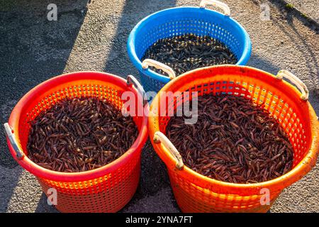 Frankreich, Somme, Baie de Somme, Le Hourdel, bei Flut, die Trawler kehren nach einer Nacht mit dem Fischen von Graugarnelen in den Hafen zurück. Der Fang wird von den Booten entladen und in Kisten verpackt, am Kai gewogen, bevor er in einem Kühlwagen abgeholt wird. Stockfoto