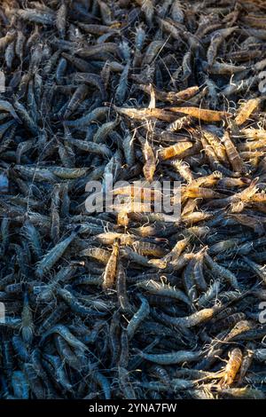 Frankreich, Somme, Baie de Somme, Le Hourdel, bei Flut, die Trawler kehren nach einer Nacht mit dem Fischen von Graugarnelen in den Hafen zurück. Der Fang wird von den Booten entladen und in Kisten verpackt, am Kai gewogen, bevor er in einem Kühlwagen abgeholt wird. Stockfoto