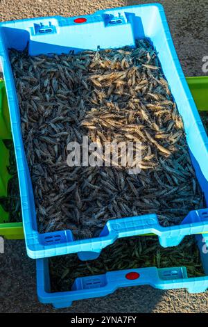 Frankreich, Somme, Baie de Somme, Le Hourdel, bei Flut, die Trawler kehren nach einer Nacht mit dem Fischen von Graugarnelen in den Hafen zurück. Der Fang wird von den Booten entladen und in Kisten verpackt, am Kai gewogen, bevor er in einem Kühlwagen abgeholt wird. Stockfoto