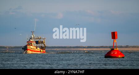 Frankreich, Somme, Baie de Somme, Le Hourdel, bei Flut, die Trawler kehren nach einer Nacht mit dem Fischen von Graugarnelen in den Hafen zurück. Der Fang wird von den Booten entladen und in Kisten verpackt, am Kai gewogen, bevor er in einem Kühlwagen abgeholt wird. Stockfoto