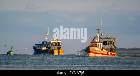 Frankreich, Somme, Baie de Somme, Le Hourdel, bei Flut, die Trawler kehren nach einer Nacht mit dem Fischen von Graugarnelen in den Hafen zurück. Der Fang wird von den Booten entladen und in Kisten verpackt, am Kai gewogen, bevor er in einem Kühlwagen abgeholt wird. Stockfoto