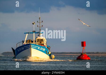 Frankreich, Somme, Baie de Somme, Le Hourdel, bei Flut, die Trawler kehren nach einer Nacht mit dem Fischen von Graugarnelen in den Hafen zurück. Der Fang wird von den Booten entladen und in Kisten verpackt, am Kai gewogen, bevor er in einem Kühlwagen abgeholt wird. Stockfoto