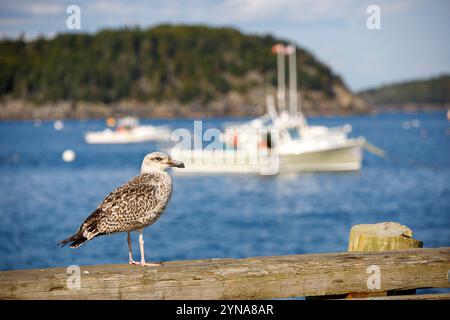 USA, Maine, Bar Harbor, der Hafen, Möwe Stockfoto